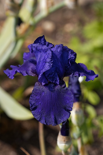 Jardin des Impressionnistes-MAI14-023